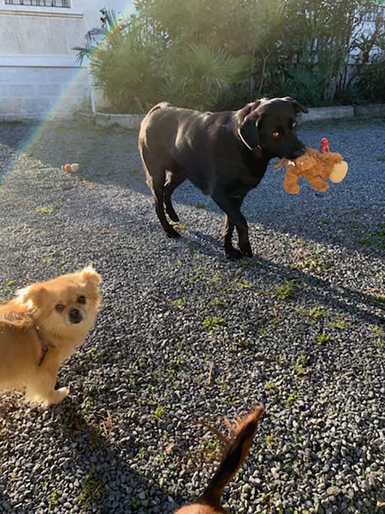 PETS_SERVICES_chien_chat (10)